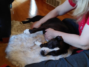 dog being massaged by an animal massage therapist